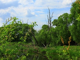 отражение в воде реки зеленых веток деревьев и кустарником и сухих веток в живописном месте Подмосковья