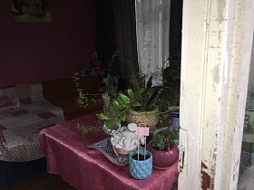 многочисленные горшочки с комнатными цветами на поверхности раскладного стола под сиреневой скатертью у окна с балконной дверью гостиной двухкомнатной квартиры