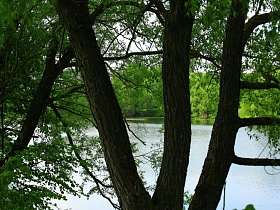 спокойная водная гладь реки леса и зеленного поля сквозь стволы деревьев на крутом берегу в живописном месте Подмосковья
