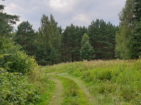 Дорога через маленькую поляну в лес