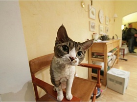 любопытный котик на деревянном кресле в гостиной уютной современной трехкомнатной квартиры