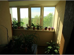 комнатные цветы на подоконнике, на столе и на полу балкона, совмещенного со спальней в современной трехкомнатной квартире