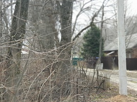высокая зеленая ель во дворе дома за забором вдоль проселочной дороги в Акуловке на торфоразработках для съемок кино