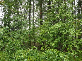 сплошная стена из лиственных и хвойных деревьев с густой кроной в лесу на берегу водохранилища