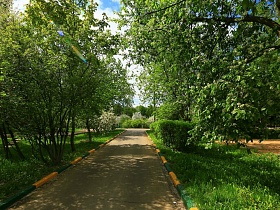 асфальтированная длиная дорожка с цветным бардюром в тени зеленых деревьев