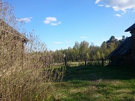зеленый густой лес за штакетным забором вокруг старых деревянных домов  российской деревни