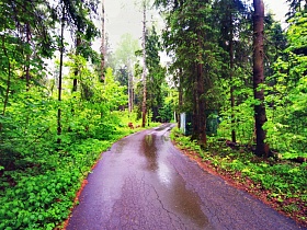 тихая лесная дорога, после дождя между высокими зелеными деревьями, ведущая на КП Бухта