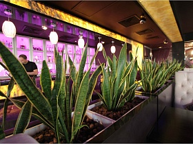 яркие зеленые листья комнатных цветов в объемных прямоуголных горшках в зоне разделения белого зала со столиками и барной стойкой в уютном современном евро ресторане