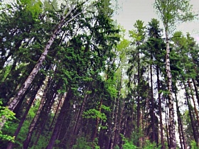 голубое небо сквозь крону высоких елей в лесу на КП Бухта с тихой дорогой