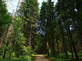 указатели на стволе высокого дерева у проселочной дороги в прозрачном сосновом лесу