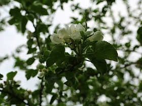 солнечный свет сквозь зеленые ветви и белые нежные цветы яблоневых деревьев в саду - ЛГ летом