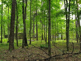 общий вид старого заброшенного участка с деревянным домом и постройками в густом зеленом лесу
