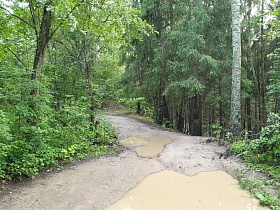 размытые после дождя грунтовые дороги в густом сосновом лесу на берегу водохранилища 3