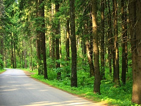 соседство молодых и взрослых хвойных деревьев вдоль ровной гладкой дороги в сосновом лесу