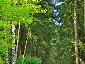 голубое небо сквозь густую зелень кроны хвойных деревьев и белых берез в сосновом лесу