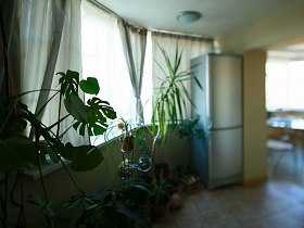 множество комнатных цветов в вазонах и на подставке, серебристый холодильник у полукруглого окна лоджии с серыми шторами в современной трехкомнатной квартире