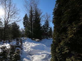 расчищенные дорожки между сугробами снега и зеленых высоких елей на участке загородного дома с башней
