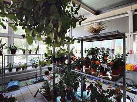 стеллажи с разнообразными видами комнатных растений на полу с квадратной плиткой цветочного магазина на Лосином острове