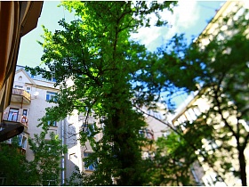 вид на дома сквозь зеленую листву деревьев во дворе на Долгоруковской