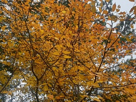 желтые листья лиственного дерева на фоне зеленного хвойного на участке жилого дома в Новиково осенью
