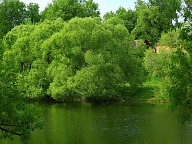 отражение в воде густой зелени раскидистых ветвей плакучих ив на берегу реки в живописном месте Подмосковья