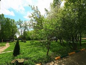 изобилие зеленых деревьев и маленьких елочек на придомовой территории жилого дома в областном квартале