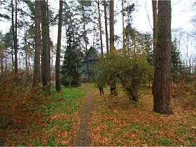 узкая пешеходная дорожка среди опавших листьев, кустарников и высоких зеленых елей на участке академической деревянной дачи (1947-60 гг)