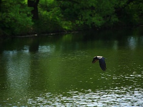 парящая птица над водной гладью реки в живописном месте Подмосковья