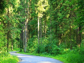 извилистая гладкая дорога между высокими хвоными деревьями в сосновом лесу