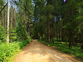 старый разрушенный пенек и сухие стволы деревьев среди густого соснового прозрачного леса