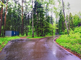 три голубых вагончика с синими воротами в густом хвойном лесу у тихой лесной дороги на КП Бухта