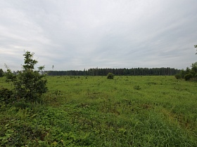 огромная поляна с одиночными деревьями,  густой зеленой травой и цветами перед густым сосновым лесом