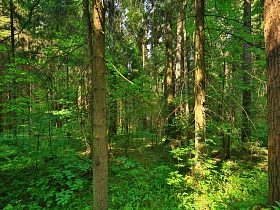 лучи солнца на стволах с сухими ветками и на зеленых ветках молодой поросли в прозрачном хвойном лесу