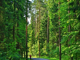 величие и красота вечно зеленых хвойных деревьев в густом сосновом лесу