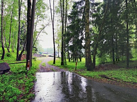 мокрая от дождя асфальтированная дорога на КП Бухта в окружении густого зеленного леса с хвойными и лиственными деревьями