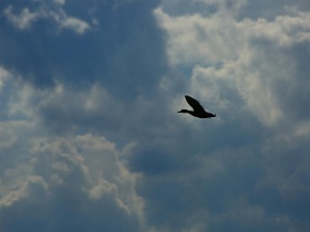 полет дикой утки на фоне голубого неба и перистых облаков в живописном месте Подмосковья