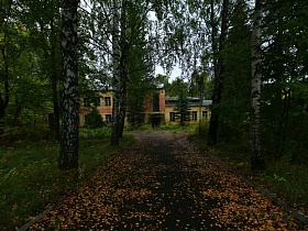 высокие стройные березы с зеленой листвой вдоль дороги перед зданием с конференц залом для военных