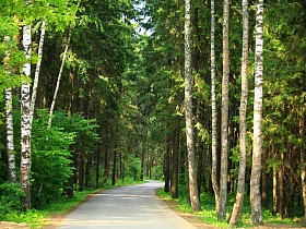 белые стволы стройных берез у хорошей ровной дороги в густом сосновом лесу