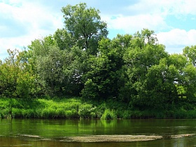 отражение в воде петляющего устья реки сочной зелени склонившихся лиственных деревьев