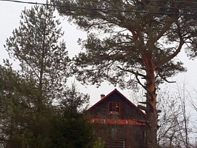 старая высокая сосна у деревянного домика с большим участком в деревне