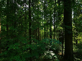 густая зеленая листва лиственных веток под кроной высоких сосновых деревьев