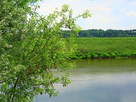 густой лес за зеленой поляной у берега красивой реки с островками через крону лиственного дерева