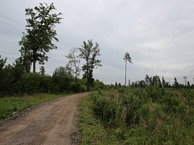 гладкая накатанная грунтованная автомобильная дорога среди деревьев и полевых цветов в соснах