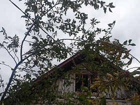треугольная крыша старого деревянного дома сквозь склоненные ветви фруктовых деревьев с плодами осенней порой