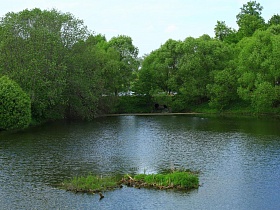 небольшой зеленый островок среди водной глади реки в окружении раскидистых ветвей деревьев в живописном месте Подмосковья