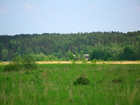 густой сосновый лес за зеленым полем в живописном месте Подмосковья