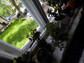 вид из окна с комнатными цветами на зеленый участок коммунального двора