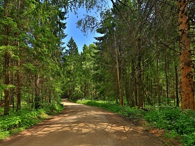 гладкая накатанная извилистая дорога вдоль стройных стволов хвойных деревьев соснового леса