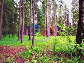 разноцветные деревянные домики за стволами высоких зеленых хвойных деревьев на КП Бухта