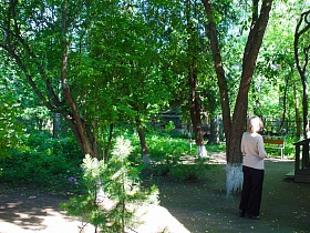 деревянная скамейка на участке с побеленными стволами деревьев на зеленом участке художественной деревянной дачи-музей советского времени